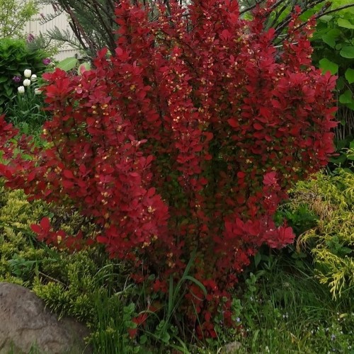 Berberis thunbergii 'Red Torch' - Thunbergi kukerpuu 'Red Torch' C1/1L